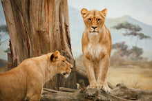 Laden Sie das Bild in den Galerie-Viewer, Fototapete Löwen in Afrika