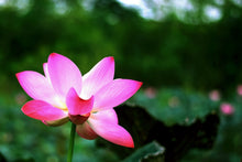 Laden Sie das Bild in den Galerie-Viewer, Fototapete Lotus in der Natur