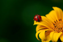 Laden Sie das Bild in den Galerie-Viewer, Fototapete Marienkäfer auf der Sonnenblume