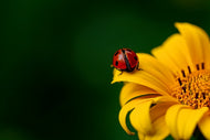 Fototapete Marienkäfer auf der Sonnenblume