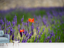 Laden Sie das Bild in den Galerie-Viewer, Fototapete Mohn im Lavendel