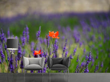 Laden Sie das Bild in den Galerie-Viewer, Fototapete Mohn im Lavendel