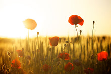 Laden Sie das Bild in den Galerie-Viewer, Fototapete Mohn im Sonnenuntergang