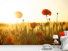 Laden Sie das Bild in den Galerie-Viewer, Fototapete Mohn im Sonnenuntergang