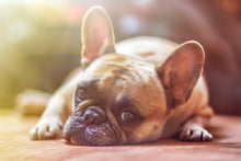 Laden Sie das Bild in den Galerie-Viewer, Fototapete Müde Bulldogge