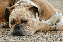 Laden Sie das Bild in den Galerie-Viewer, Fototapete Müder Boxer