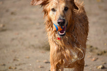 Laden Sie das Bild in den Galerie-Viewer, Fototapete Nasser Hund