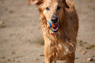Fototapete Nasser Hund