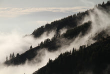 Laden Sie das Bild in den Galerie-Viewer, Fototapete Nebel in den Wälder