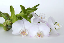 Laden Sie das Bild in den Galerie-Viewer, Fototapete Orchidee und Bambus