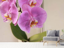 Laden Sie das Bild in den Galerie-Viewer, Fototapete Orchideen mit lila Blüten in XL