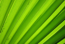 Laden Sie das Bild in den Galerie-Viewer, Fototapete Palm Streifen 2