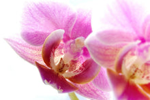 Laden Sie das Bild in den Galerie-Viewer, Fototapete Prächtige Phalaenopsis