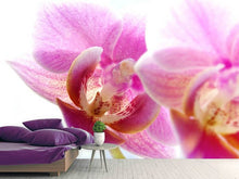 Laden Sie das Bild in den Galerie-Viewer, Fototapete Prächtige Phalaenopsis