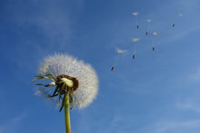 Laden Sie das Bild in den Galerie-Viewer, Fototapete Pusteblume - ich wünsch mir was