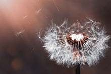 Laden Sie das Bild in den Galerie-Viewer, Fototapete Pusteblume im Abendlicht