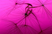 Laden Sie das Bild in den Galerie-Viewer, Fototapete Pusteblume in pink