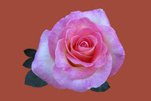Laden Sie das Bild in den Galerie-Viewer, Fototapete Rose in pink XXL