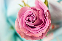 Laden Sie das Bild in den Galerie-Viewer, Fototapete Rosenblüte in rosa