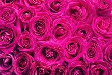 Laden Sie das Bild in den Galerie-Viewer, Fototapete Rosenblüten in pink