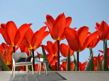 Laden Sie das Bild in den Galerie-Viewer, Fototapete Rote Tulpen XL