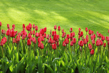 Laden Sie das Bild in den Galerie-Viewer, Fototapete Rotes Tulpenfeld im Sonnenlicht