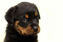 Laden Sie das Bild in den Galerie-Viewer, Fototapete Rottweiler Welpe zum Verlieben