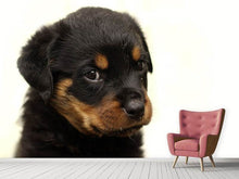Laden Sie das Bild in den Galerie-Viewer, Fototapete Rottweiler Welpe zum Verlieben