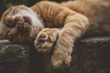 Laden Sie das Bild in den Galerie-Viewer, Fototapete Schlafende Katze