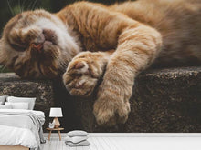 Laden Sie das Bild in den Galerie-Viewer, Fototapete Schlafende Katze