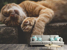 Laden Sie das Bild in den Galerie-Viewer, Fototapete Schlafende Katze