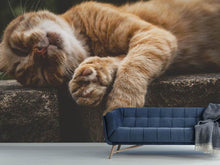 Laden Sie das Bild in den Galerie-Viewer, Fototapete Schlafende Katze