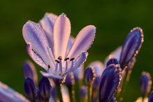 Laden Sie das Bild in den Galerie-Viewer, Fototapete Schmucklilien mit Morgentau