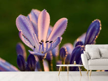 Laden Sie das Bild in den Galerie-Viewer, Fototapete Schmucklilien mit Morgentau