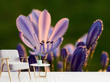 Laden Sie das Bild in den Galerie-Viewer, Fototapete Schmucklilien mit Morgentau