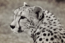 Laden Sie das Bild in den Galerie-Viewer, Fototapete Schöner Gepard