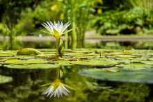 Laden Sie das Bild in den Galerie-Viewer, Fototapete Seerose in der Natur