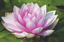 Laden Sie das Bild in den Galerie-Viewer, Fototapete Seerose in rosa