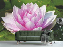 Laden Sie das Bild in den Galerie-Viewer, Fototapete Seerose in rosa