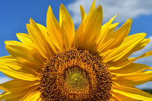 Laden Sie das Bild in den Galerie-Viewer, Fototapete Sonnenblume in XXL