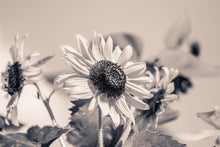 Laden Sie das Bild in den Galerie-Viewer, Fototapete Sonnenblumen sw
