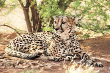 Laden Sie das Bild in den Galerie-Viewer, Fototapete Sonnender Gepard