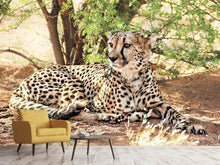 Laden Sie das Bild in den Galerie-Viewer, Fototapete Sonnender Gepard