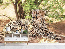 Laden Sie das Bild in den Galerie-Viewer, Fototapete Sonnender Gepard