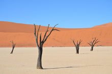 Laden Sie das Bild in den Galerie-Viewer, Fototapete Sossusvlei Namibia