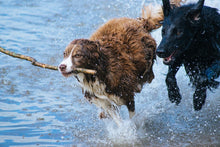 Laden Sie das Bild in den Galerie-Viewer, Fototapete Spielende Hunde