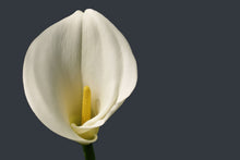 Laden Sie das Bild in den Galerie-Viewer, Fototapete Stolze Calla