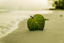 Laden Sie das Bild in den Galerie-Viewer, Fototapete Strand-Blatt