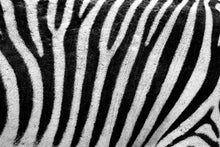 Laden Sie das Bild in den Galerie-Viewer, Fototapete Streifen vom Zebra