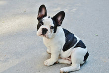 Laden Sie das Bild in den Galerie-Viewer, Fototapete Süsse Französische Bulldogge